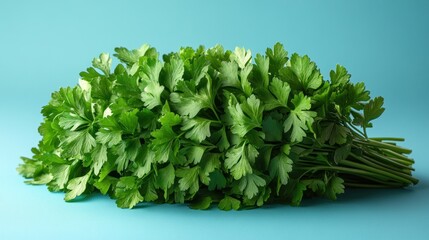 Obraz premium Fresh parsley bunch on blue background. (5)