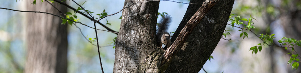 木に登るニホンリス