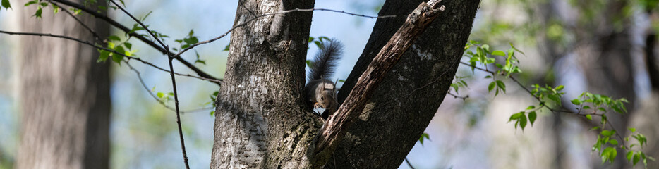 木に登るニホンリス