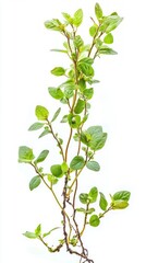 A Stunning Close-up of Fresh Herbs with Vibrant Green Leaves and Intricate Roots. Perfect for a Culinary or Botanical Theme.  A Detailed Image of a Fresh Plant.