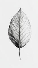 A Strikingly Detailed Black and White Leaf Print: A Minimalist Botanical Masterpiece for Modern Decor