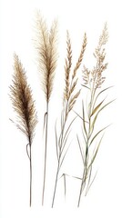 Delicate Botanical Illustration of Grasses