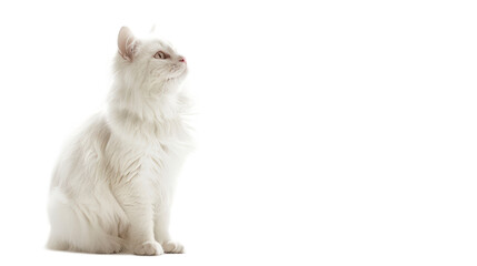 Adorable Turkish Angora Cat Sitting Gracefully with Soft Fur and Expressive Eyes
