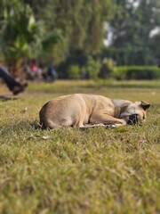 sleeping dog in the grass