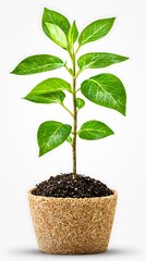 Fresh Green Plant Growing in Natural Potting Soil with Vibrant Leaves Against a Clean Background, Symbolizing Nature's Beauty and Growth Potential