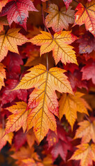 Fototapeta premium Vibrant Autumn Leaf Tapestry: Nature's Colorful Transition Captured in Detail, 8k, with white tones