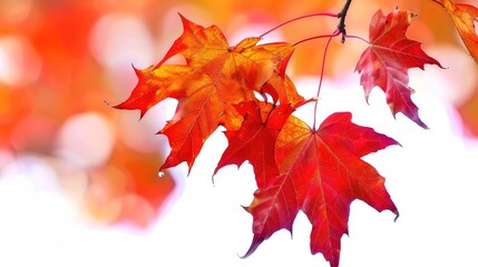 Vibrant autumn leaves in shades of red against a soft background.