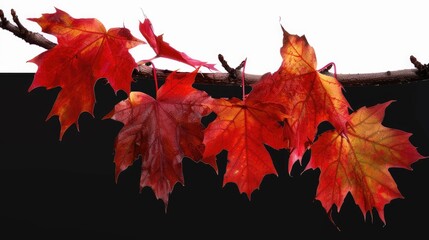 A branch adorned with vibrant red autumn leaves against a contrasting background.