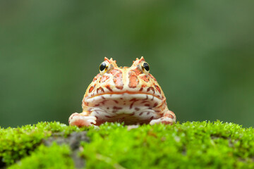 Pacman, funny frog in natural life