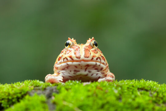 Pacman, funny frog in natural life