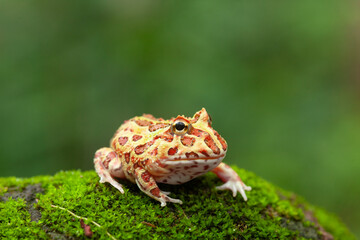 Pacman, funny frog in natural life