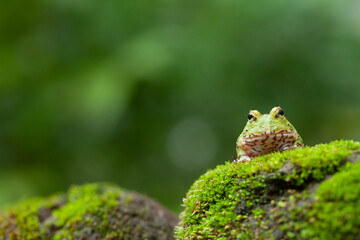 Pacman, funny frog in natural life