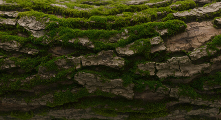 Bark texture of an ancient tree with deep grooves and moss