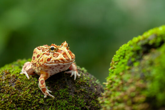 Pacman, funny frog in natural life