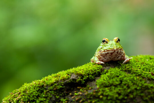 Pacman, funny frog in natural life