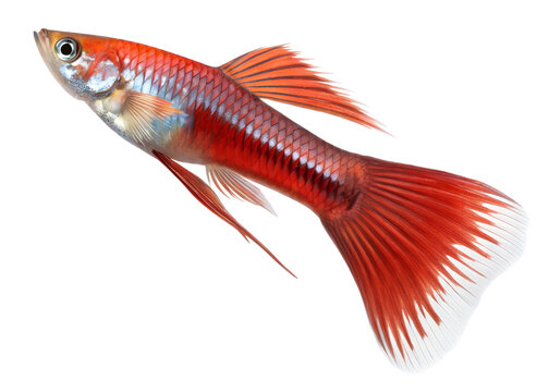 A sleek swordtail fish with an elongated lower fin shimmering in red hues, swimming, isolated on a transparent background