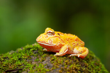 Pacman, funny frog in natural life