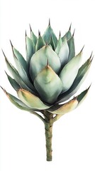 Fototapeta premium Stunning Watercolor Agava Illustration: Nature's Exquisite Beauty