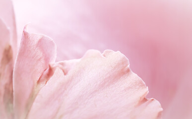 Pink pale rose flower petals, soft focus. Macro flowers backdrop