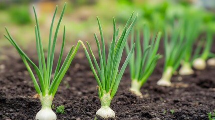 Obraz premium Onion plants growing outside