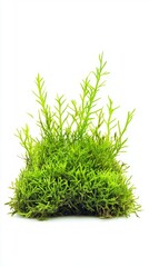 Fototapeta premium A Lush, Vibrant Display of Nature's Green Moss