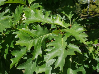 Leaves of English Oak tree in early autumn, Colorado