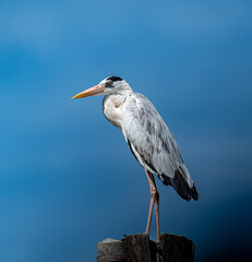 Grey Heron, Ardea cinerea, This species is part of the Ardeidae family and belongs to the genus Ardea. Known for their long legs and necks, Grey Herons are commonly found in wetland areas, such as lak