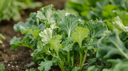 Mustard greens plants growing outside