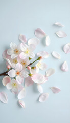 Spring cherry blossom petals delicately arranged on a pastel blue background. Suitable for wedding invitations or beauty products, photo, with white tones