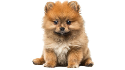 Obraz premium Adorable Pomeranian Puppy Sitting Perfectly on a White Background, Capturing Hearts with Its Cute Expression