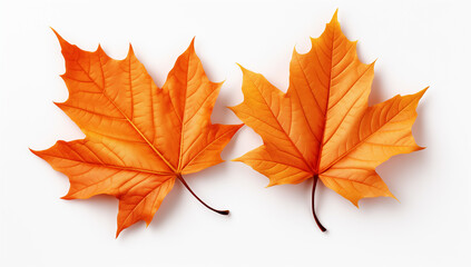 Two autumn maple leaves isolated on a white background, top view