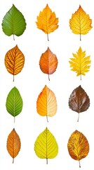 Obraz premium Autumnal Leaf Collection: A Spectrum of Colors and Textures