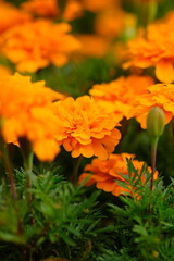 Tagetes erecta, the Aztec marigold, Mexican marigold, big marigold, cempaxochitl or cempas&uacute;chil, is a species of flowering plant in the genus Tagetes native to Mexico and Guatemala.