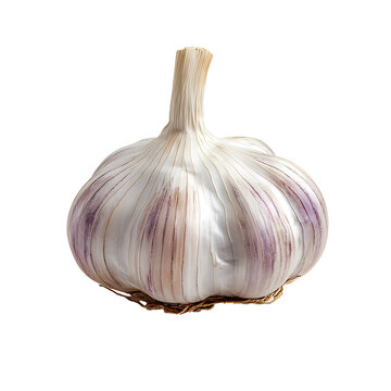 Fresh garlic bulb isolated on transparent background.
