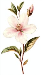 Fototapeta premium Delicate Pink and White Flower Illustration - A Stunning Botanical Print