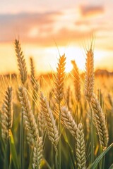 Fototapeta premium A field of green wheat in the foreground, with the sun setting behind it
