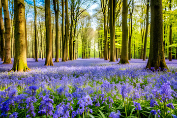 Bluebells in a forest in spring, Hallerbos, Belgium. A.I