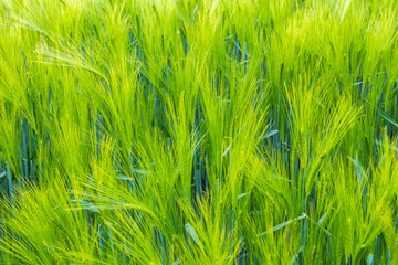 A lush green wheat field is beautifully set and fully prepared for the upcoming harvest