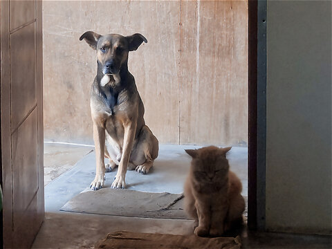 Peaceful Coexistence Dog and Cat Sitting Together in a Quiet Environment