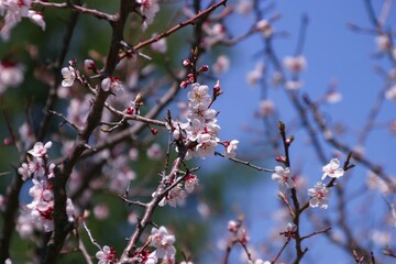 北海道の春