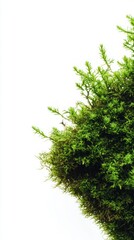 Fototapeta premium A Detailed Close-up of Lush Green Moss