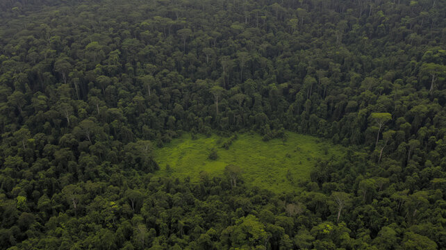 Aerial view of lush green rainforest