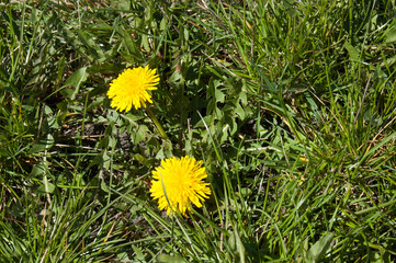 Taraxacum officinale, Mniszek lerarski © Jacek Marciniak
