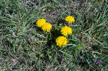 Taraxacum officinale, Mniszek lerarski © Jacek Marciniak