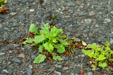 アスファルトの亀裂から芽吹く生命力溢れる雑草