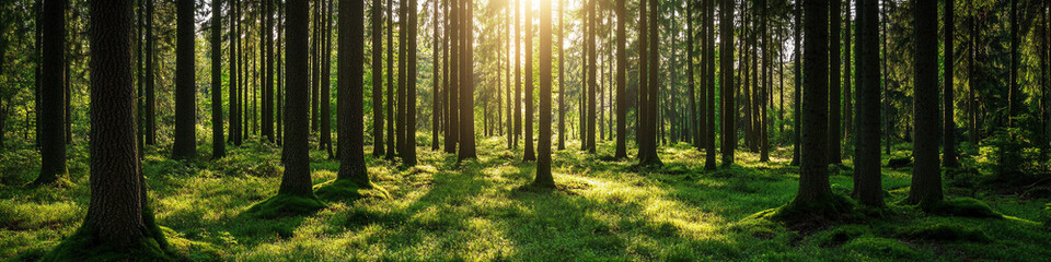 Obraz premium Wide Angle Eye Level View of a Lush Green Forest