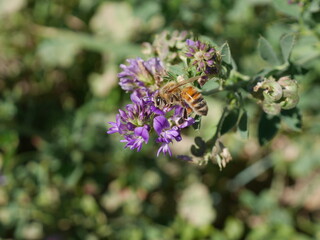 Closeup of a honey bee collecting nectar from wild flowers, Colorado