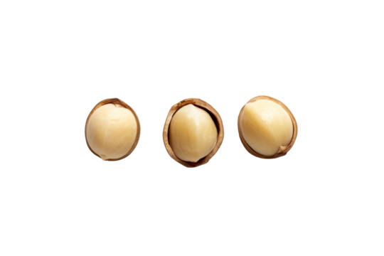 Close up view of shelled Macadamia nuts aligned in a row isolated on transparent background.