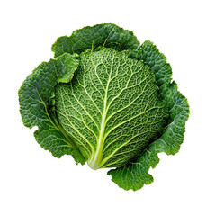 Fresh Green Cabbage with Tightly Packed Leaves