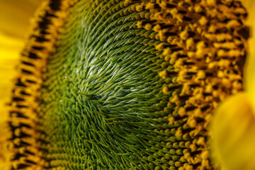 Sunflower closeup, micro flower photo